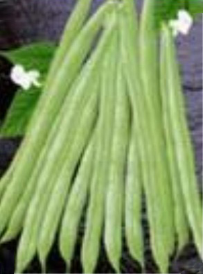 芸豆