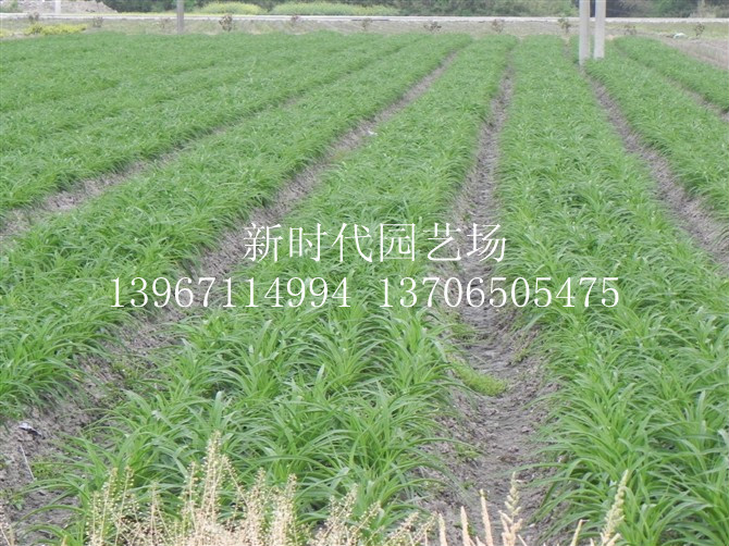 金娃娃宣草