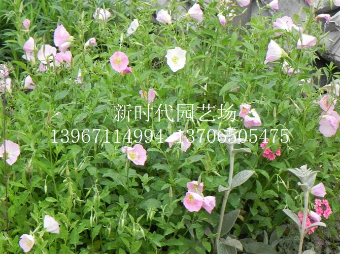美丽月见草