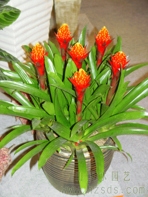花卉摆放4