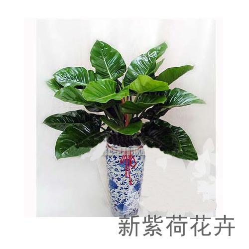 紫背竹芋_紫背竹芋图片_紫背竹芋怎么养_社会新闻 ...