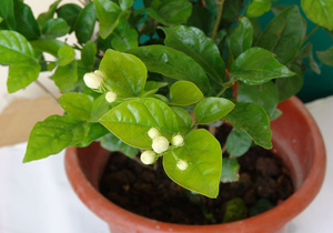 茉莉