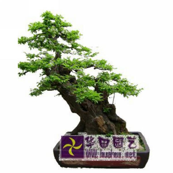  榆树盆景