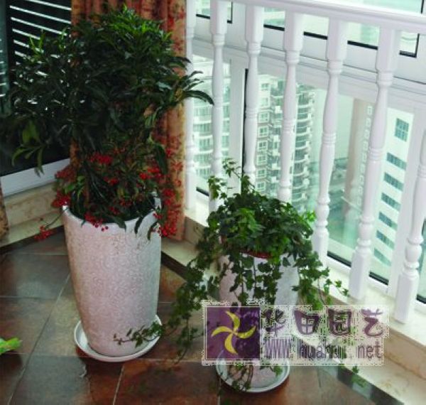  组合盆栽 （003）