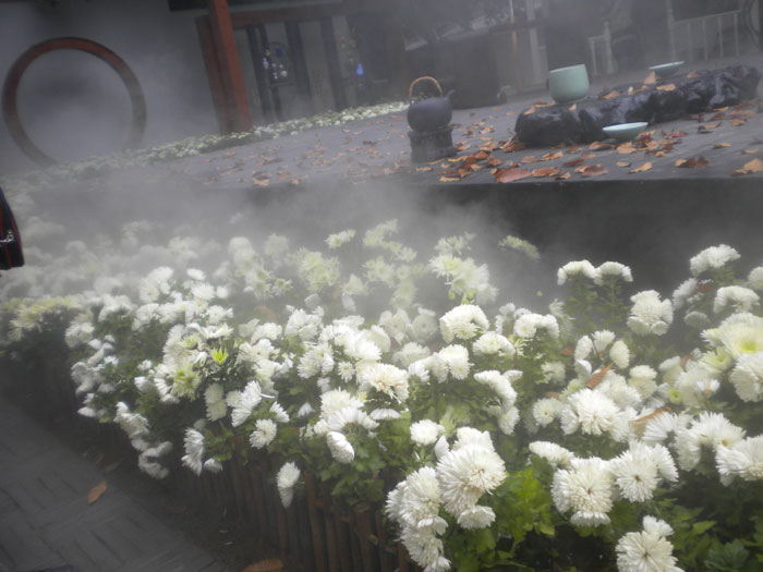 杭州植物园菊花展