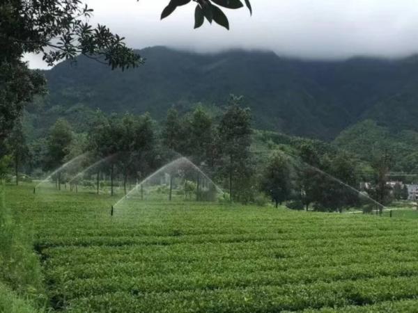 自动喷灌茶园的应用