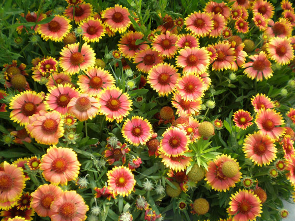 宿根天人菊+-+杭州碧盛生态科技有限公司