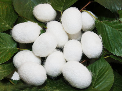 蚕 <wbr>【原创】【七绝】