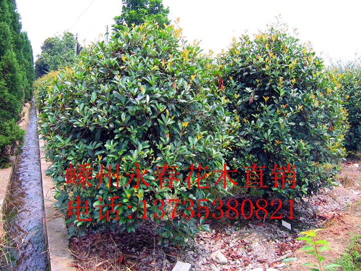 һҳҶʯ_