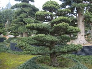 日本大阪松