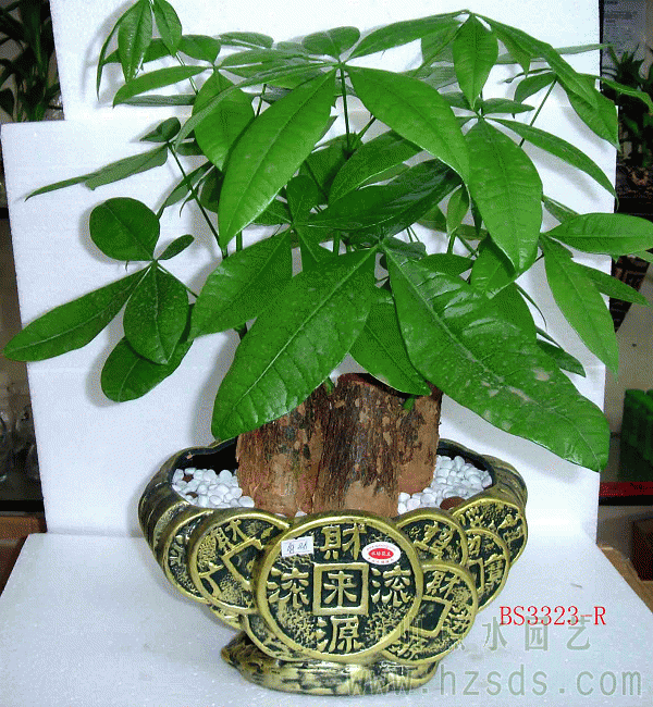 发财树_发财树的养殖方法_发财树开花盆景图片(2)