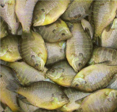 金边太阳鱼 - 德清县新安镇明兴稀有水产良种开发基地